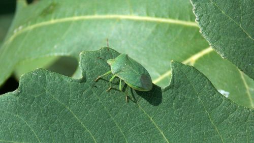 Groene Schildwants, Groene Stinkwants, Vabzdys