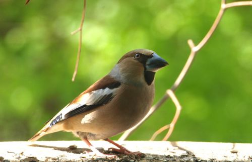 Grosbeak, Coccothraustes Coccothraustes, Paukštis, Vyrai, Gyvūnas, Gamta, Plumėjimas