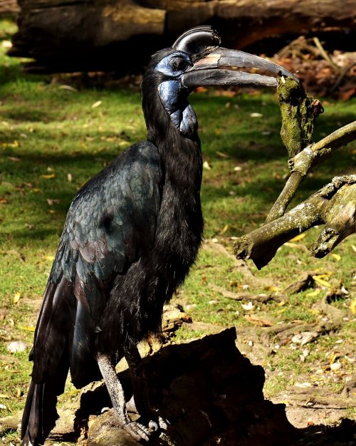 Grunto Burbulas, Paukštis, Plumėjimas, Zoologijos Sodas, Gyvūnas, Tierpark Hellabrunn, Sąskaitą, Varnas, Padaras, Laukinis Paukštis, Ragas, Gamta, Gyvūnų Pasaulis, Egzotiškas, Tiergarten, Juoda