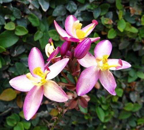 Žemės Orchidėja, Gėlė, Spathoglottis Plicata, Orchidaceae, Žiedas, Grožis, Flora, Dharwad, Indija