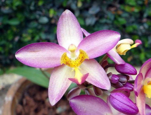 Žemės Orchidėja, Gėlė, Spathoglottis Plicata, Orchidaceae, Žiedas, Flora, Dharwad, Indija
