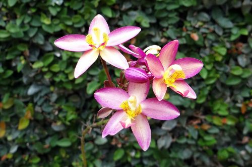 Žemės Orchidėja, Gėlė, Spathoglottis Plicata, Orchidaceae, Žiedas, Flora, Dharwad, Indija