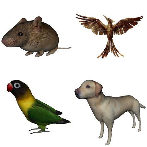 Pelė,  Išminkimas,  Jay,  Strazdas Giesmininkas,  Spalva,  Žalias,  Ruda,  Šuo,  Menas,  3D,  Nustatyti,  Grupė,  Labradoras,  Paukštis,  Grupė Iš 4 Gyvūnų