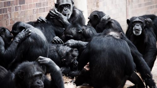 Gyvūnas,  Beždžionės,  Juoda,  Socializacija,  Bendrauti,  Ape,  Šimpanzės,  Valgyti,  Žinduolis,  Beždžionė,  Primatas,  Žaisti,  Beždžionės,  Bendravimasis,  Zoologijos Sodas,  Šimpanzė,  Grupė Beždžionių