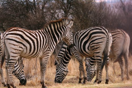 Gyvūnai,  Žaidimas,  Zebra,  Juoda,  Balta,  Dryžuotas,  Grupė Zebras