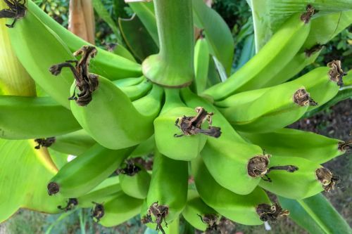 Bananas,  Bananai,  Krūva,  Maistas,  Šviežias,  Vaisiai,  Žalias,  Augti,  Auga,  Augimas,  Augalas,  Plantacija,  Medis,  Atogrąžų,  Augantys Bananai