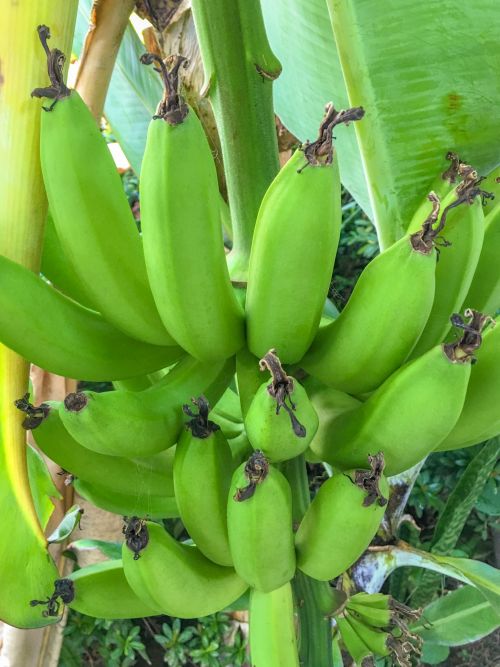 Bananas,  Bananai,  Krūva,  Maistas,  Šviežias,  Vaisiai,  Žalias,  Augti,  Auga,  Augimas,  Augalas,  Plantacija,  Medis,  Atogrąžų,  Augantys Bananai