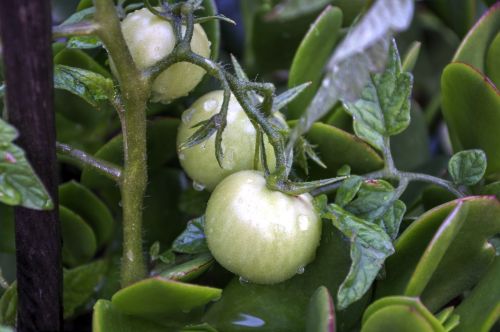 Augantys Pomidorai, Žalias, Ekologiškas, Sodas