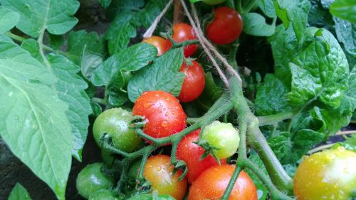 Pomidoras,  Augalas,  Namuose Auginamos,  Auga & Nbsp,  Savo & Nbsp,  Savo,  Sodininkystė,  Auginti Savo Pomidorus