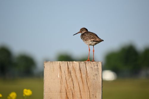 Godwit,  Paukštis,  Gyvūnas,  Gamta,  Tvora,  Godwit