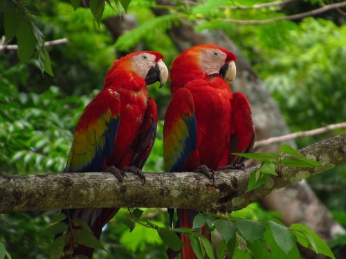 Guacamayas, Medžiai, Gamta, Atogrąžų Paukštis, Spalvinga