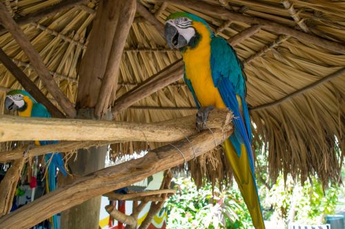 Macaw,  Macaws,  Papūgos,  Ara,  Mėlynas Macawas