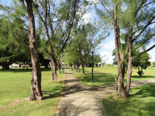 Guamo Universitetas, Campus, Gamta, Lauke, Medžiai, Tropikai, Atogrąžų, Kelias, Takas