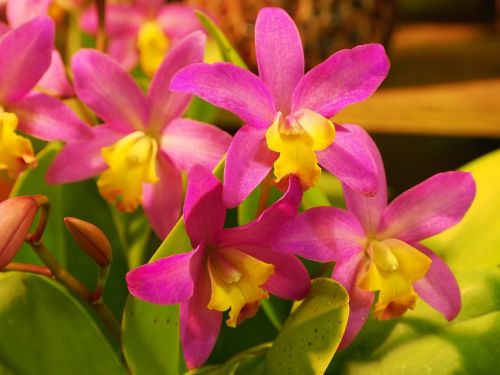 Sargas Liya, Orchidėja, Gėlių Sėklos