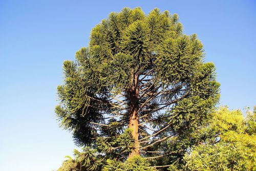 Gvatemala, Araucaria, Araucaria Heterophylla, Medis, Norfolko Pušis, Didelis Medis, Botanika