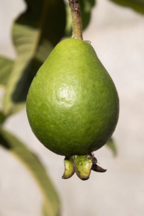 Guava, Vaisiai, Žalias, Gamta, Brazilijos, Maistas, Brazilija, Valgomieji, Auga