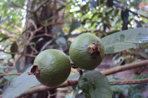 Guava, Nesaldūs Vaisiai, Žalias, Vaisiai, Atogrąžų, Tropiniai Vaisiai