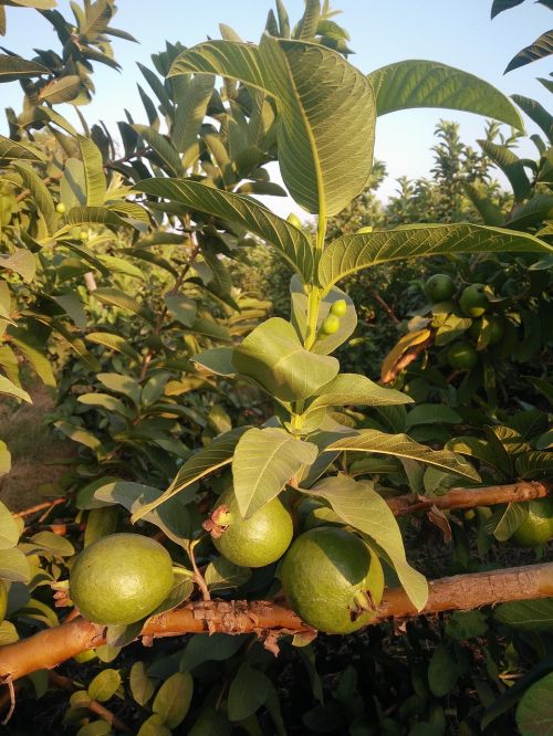 Guava, Gvajavos Medis, Atogrąžų Vaisiai, Gvajavos Vaisiai, Gvajavos Augalas