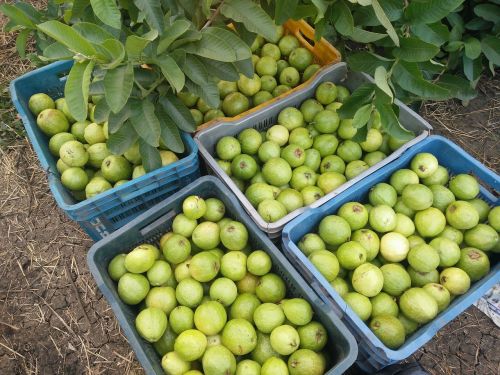 Guava, Gvajavos Medis, Atogrąžų Vaisiai, Gvajavos Vaisiai, Vaisių Krepšys, Vaisių Padėklas, Vaisių Dėžė