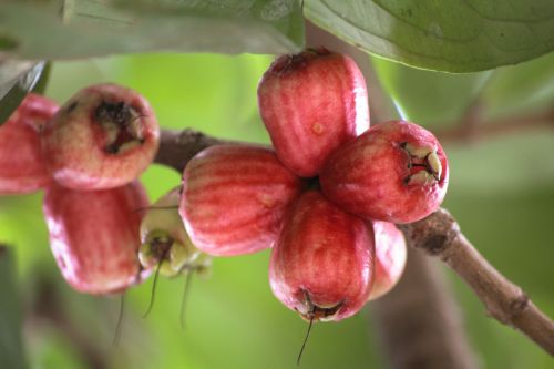 Guava, Vaisiai, Raudona