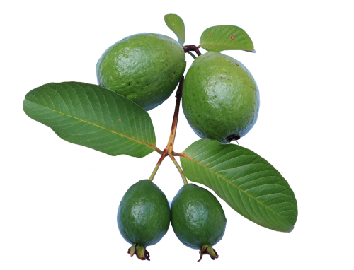 Guava, Lapai, Jambu Biji, Žalias, Gvajavos Png