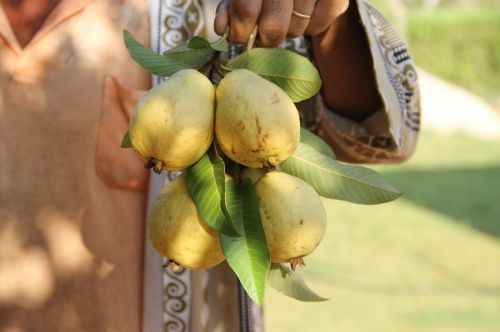 Guava, Vaisiai, Vaisių Auginimas, Drėkinimas, Canindé