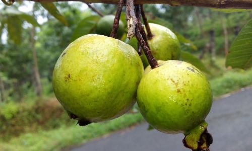 Guava,  Gvajavos Vaisiai,  Perakka,  Vaisių