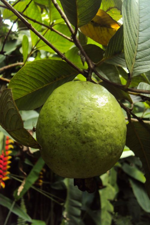 Guava,  Gvajavos & Nbsp,  Vaisiai,  Sri & Nbsp,  Lanka,  Mawanella,  Kandy,  Gvajavos Vaisiai