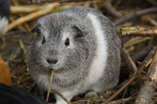 Jūrų Kiaulytė, Mielas, Graužikas, Naminis Gyvūnėlis, Mažas Gyvūnas, Uždaryti, Linksma, Kailis, Minkštas