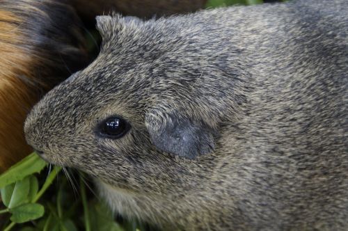 Jūrų Kiaulytė, Mielas, Graužikas, Naminis Gyvūnėlis, Mažas Gyvūnas, Uždaryti, Linksma, Kailis, Minkštas, Portretas