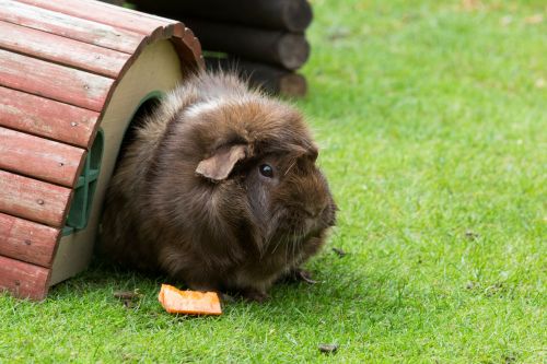 Naminis Gyvūnėlis,  Mažas,  Veidas,  Saulės Šviesa,  Ruda,  Cavy,  Žolė,  Sėdėti,  Kailis,  Fauna,  Pūkuotas,  Gvinėja & Nbsp,  Kiaulė,  Ausis,  Balta,  Cavia & Nbsp,  Porcellus,  Mielas,  Nosis,  Akis,  Gyvūnas,  Graužikas,  Jūrų Kiaulytė (Cavia Porcellus)