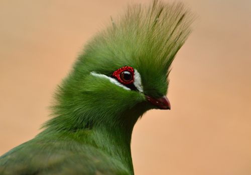 Guinea Turaco, Paukštis, Žaliasis Crested, Egzotiškas, Laukinė Gamta, Spalvinga
