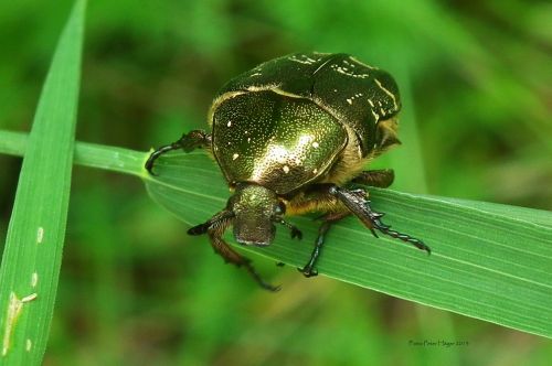 Auksinė & Nbsp,  Klaida,  Ketonija & Nbsp,  Aurata,  Cetoniiae,  Vabalas,  Gėlė & Nbsp,  Chafer,  Rožinis Šaukštas