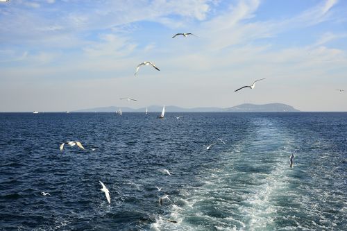 Kepalas Paukštis, Istanbulas, Jūrų
