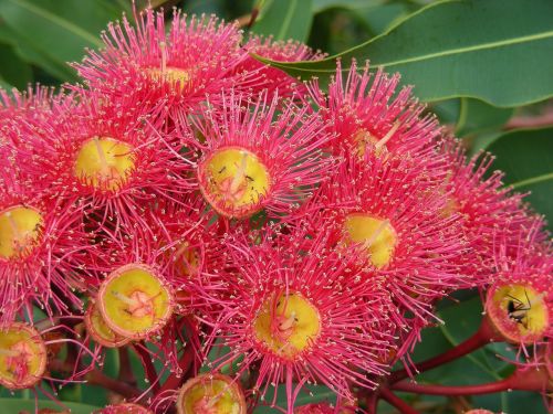 Guma, Dantenų Gėlės, Raudona Derva, Raudonos Dervos Gėlės, Australia, Lapija, Flora, Australijos Krūmas, Gumos Riešutai, Augalai, Medžiai, Gamta, Raudonos Gėlės, Australijos Gėlės