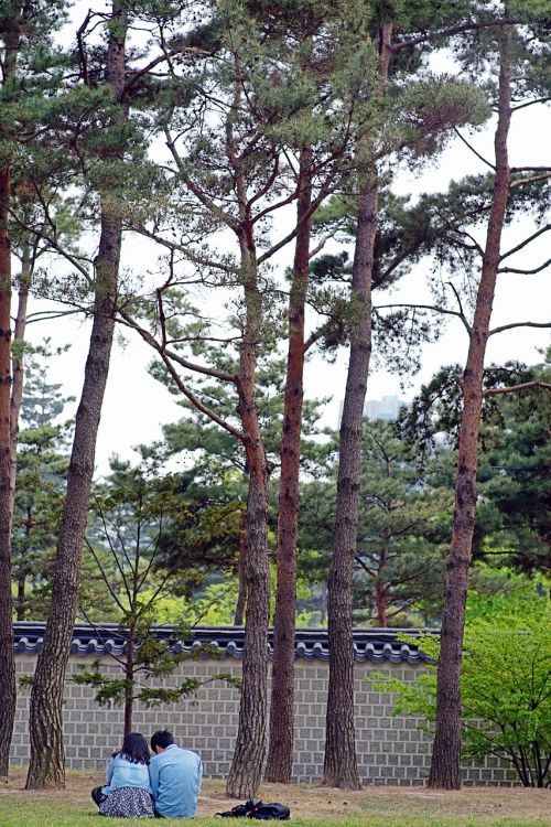 Gyeongbok Rūmai,  Mėgėjai,  Gamta,  Pora,  Pertrauka,  Peizažas