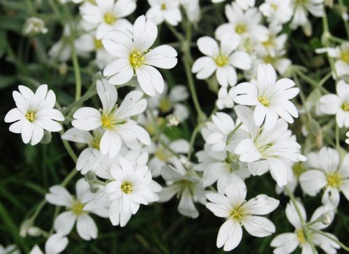 Gypsophila, Balta, Gėlė, Žydi
