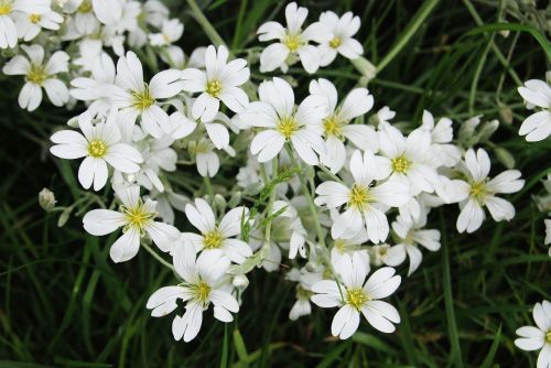 Gypsophila, Balta, Gėlė, Žydi