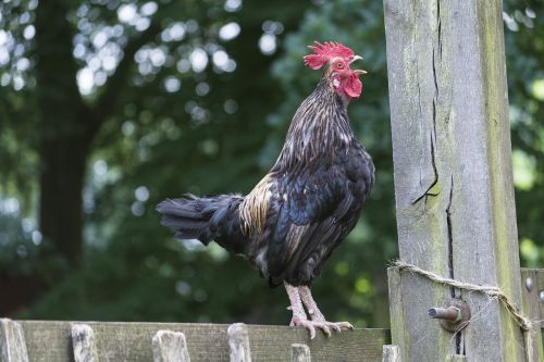 Haan, Vištiena, Varnos, Pabusti, Gyvūnas, Ūkis, Spalvinga, Gamta, Gražus, Naminiai Paukščiai, Gaidžiai, Plunksnos, Aistringai, Mohawk, Šalies Gyvenimas, Budrus, Įdomu, Šukos, Pakelti