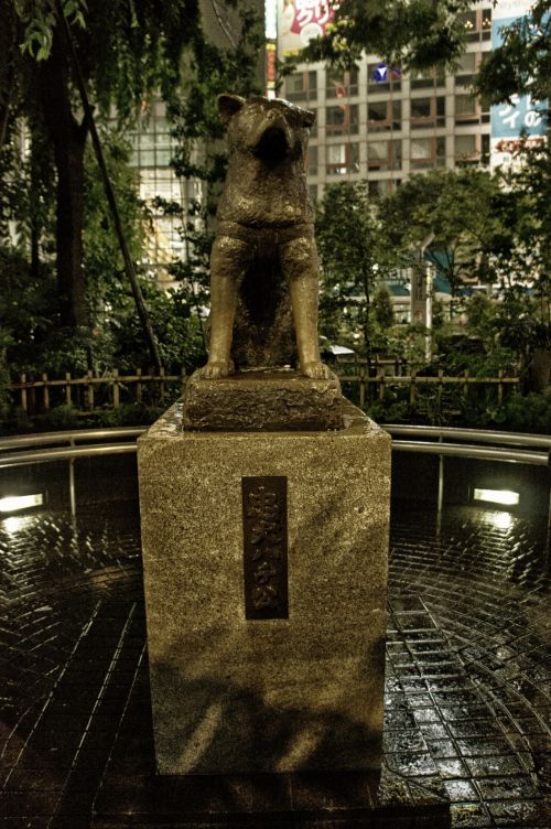 Hachiko,  Šuo,  Statula,  Tokyo,  Japonija,  Auksas,  Shibuya,  Stotis,  Traukinys,  Hachikō Statula