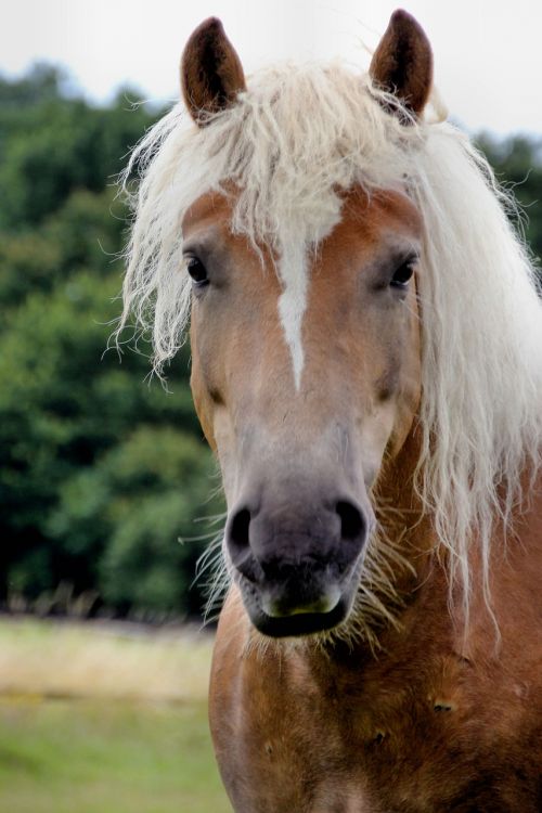 Haflinger, Portretas, Melding