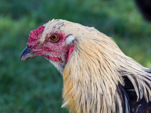 Vištiena, Veislinė Vištiena, Paukštis, Žemdirbystė, Sąskaitą, Naminiai Paukščiai, Ūkis, Gyvulininkystė, Gyvūnas, Laukinės Gamtos Fotografija, Laisvas Asortimentas, Viščiukai