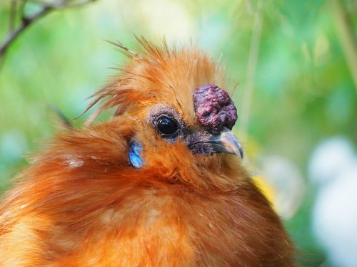 Hahn, Geltona, Seidenhuhn, Plunksna, Paukštis, Plumėjimas