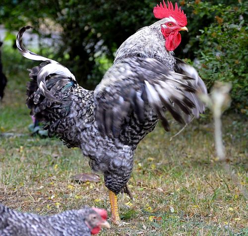 Hahn, Paukštis, Naminiai Paukščiai, Gyvūnas, Pasididžiavimas, Plunksna, Gokelis, Sąskaitą, Gamta, Gražus, Plumėjimas, Cockscomb, Šukos Dantis, Gyvuliai, Portretas, Viščiukai, Izoliuotas, Figmedis, Raudona Kraigas, Raudona, Paukščiai, Spalvingas, Laisvas Asortimentas