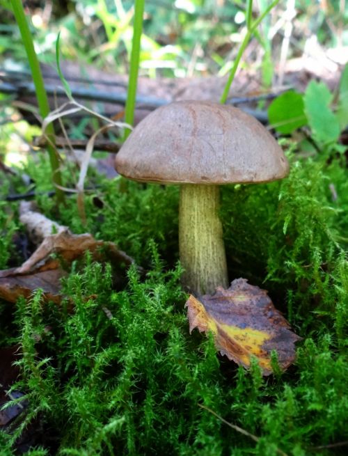 Ruduo,  Miškas,  Bukas,  Lapai,  Valgomieji,  Kepsnys,  Grybai,  Europa,  Samanos,  Gamta,  Retas,  Leccinum & Nbsp,  Pseudoscabrum,  Leccinum Pseudoscabrum