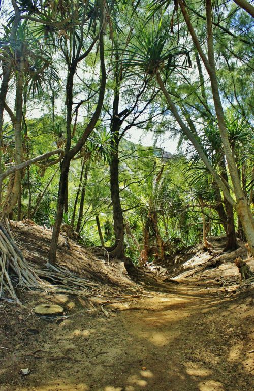 Hanalei, Kauai, Hawaii, Miškas, Kelias, Medžiai, Delnus