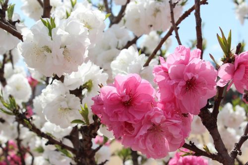 Hanamo Parkas, Iizaka, Iizaka Karštas Pavasaris, Fukušima