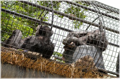 Beždžionė & Nbsp,  Verslas,  Zoologijos Sodas,  Serijos,  Beždžionė,  Beždžionės,  Holland,  Amsterdamas,  Gyvūnas,  Gyvūnai,  Gamta,  Babuinas,  Artis,  Žinduolis,  Išeiti