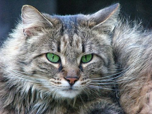 Katė, Katės Išvaizda, Katės Akys, Miško Katė, Žalios Akys
