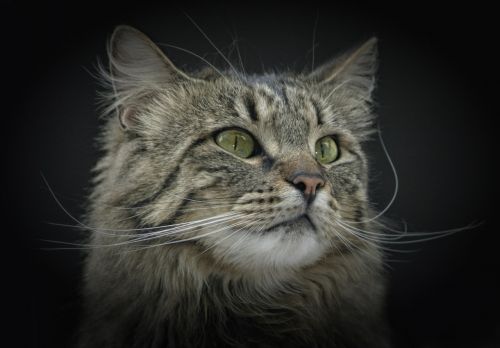 Katė, Norvegų Miško Katė, Žalios Akys, Katės Akys